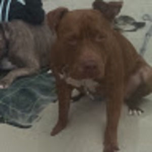 Meet your Posher, Southy